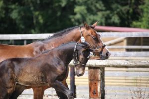 Andain du Thalie saillie étalon poulain élevage du Thalie 8